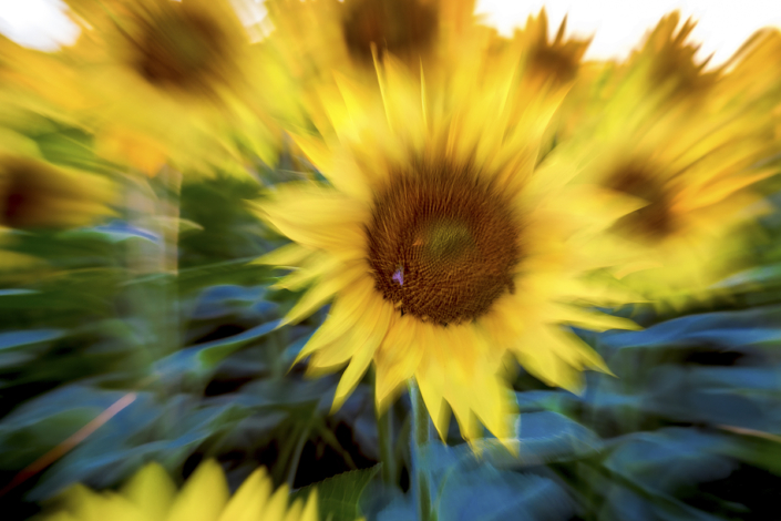 Girasoli - Massarosa - Luisotti Luigi - fotografo