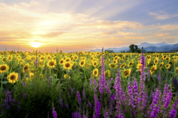 Girasoli - Massarosa - Luisotti luigi - fotografo