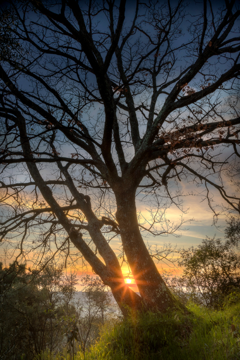 Quercia al tramonto - Massarosa - Luisotti Luigi - fotografo