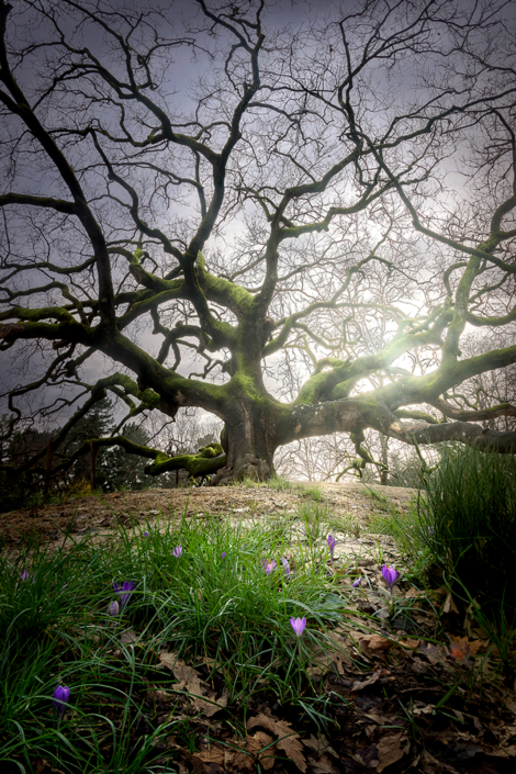 Quercia delle Streghe - Luisotti Luigi - Gragnano Capannori Lucca - fotografo