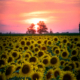 girasoli - con sole rosso - Luisotti Luigi - fotografo